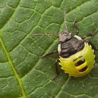 Green Shieldbug juvenile 